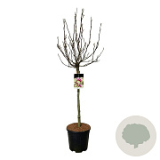 Magnolia 'Susan' 90 cm stam 15L