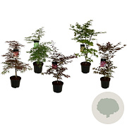 Mixlaag Acer palmatum veredeld 80-100 cm P27