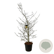 Parrotia persica 170-200 cm cont. 55L extra