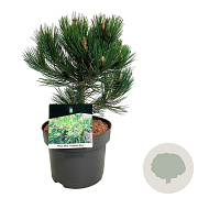 Pinus heldreichii 'Compact Gem' 25-30 cm