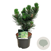 Pinus heldreichii 'Satellit' 25-30 cm