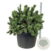 Pinus mugo 100-125 cm cont. 230L solitair