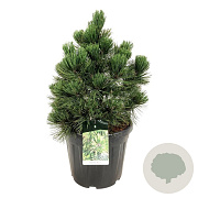 Pinus heldreichii 'Malinki' 50-60 cm 30L extra