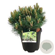 Pinus nigra 'Nana' 40-50 cm 15L