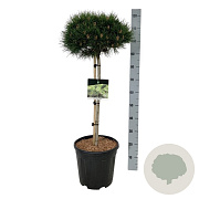 Pinus nigra 'Nana' 70 cm stam 15L kroon 30-40