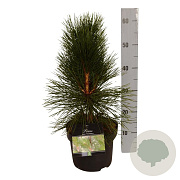 Pinus nigra 'Pyramidalis' 30-40 cm 4,5L