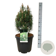Pinus nigra 'Richard' 50-60 cm 30L extra