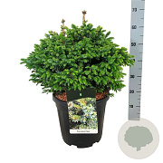 Picea omorika 'Nana' 40-50 cm 15L