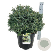 Picea omorika 'Nana' 50-60 cm 30L extra