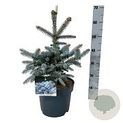 Picea pungens 'Erich Frahm' 40-50 cm 6L