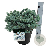 Picea pungens 'Glauca Globosa' 30-40 cm 6,5L