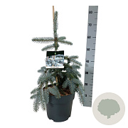 Picea pungens 'Koster' 40-50 cm 6L