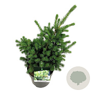 Picea pungens 'Lucky Strike' 40-50 cm 6L