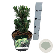 Pinus thunbergii 'Kotobuki' 25-30 cm