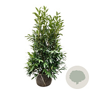 Prunus l. 'Herbergii' 125-150 cm met kluit extra