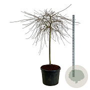 Pyrus salicifolia 'Pendula' 120 cm stam cont. 90L extra