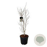 Stewartia pseudocamellia 100-125 cm 30L extra