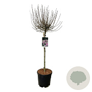 Syringa meyeri 'Palibin' 80 cm stam 15L