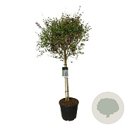 Syringa Sugar Plum Fairy 90 cm stam 30L