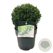 Taxus b. 'Höpken's Gigant' 30-35 cm 10L bol