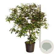 Viburnum burkwoodii 150-175 cm cont. 55L extra