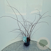 Spiraea cinerea 'Grefsheim' 40-50 cm 3,0L