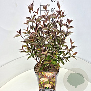 Cornus alba 'Kesselringii' 40-60 cm 10L