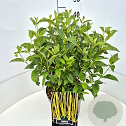 Cornus sericea 'Flaviramea' 40-60 cm 10L