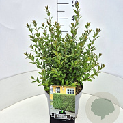 Ligustrum vulg. 'Atrovirens' 35-40 cm 10L