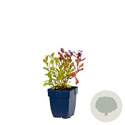 Ceratostigma plumbaginoides GM  P11