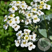 Crambe maritima GM P9