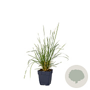 Deschampsia cesp. 'Tardiflora' GM  P11