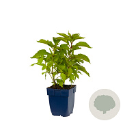 Eupatorium purpureum GM  P11