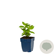 Nepeta 'Bokratune' GM  P11