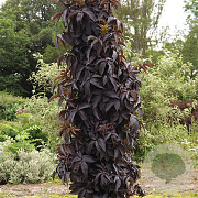Sambucus nigra 'Eiffel 1' 150-175 cm cont. 65L solitair meerstammig