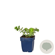 Sedum sieboldii GM  P11