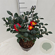 Camellia sasanqua 'Yuletide' 40-50 cm 5,0L