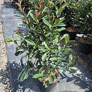 Photinia fraseri 'Red Robin' 50-60 cm 7,5L
