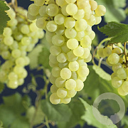 Vitis 'Veldze' GM cont. 60L 5 etages HAAGVORM
