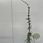 Cedrus l. 'Glauca Pendula' 140-160 cm 7,5L