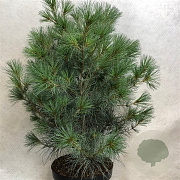Pinus strobus 'Blue Clovers' 70-80 cm 10L