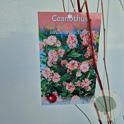 Ceanothus pallidus 'Marie Simon' 60-70 cm 2,5L