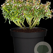 Iberis sempervirens GM P9