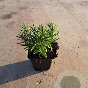 Rosmarinus officinalis GM P9