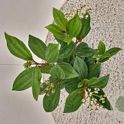 Viburnum davidii 30-40 cm 2,5L