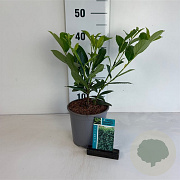 Prunus l. 'Caucasica' 30-40 cm 25L