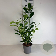 Prunus I. 'Rotundifolia' 30-40 cm 25L