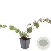 Rubus tricolor GM P9