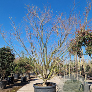 Acer japonicum 'Aconitifolium' 300-350 cm container solitair