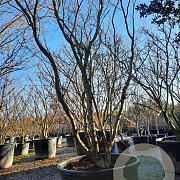 Acer palmatum 350-400 cm container solitair 2-3 tak